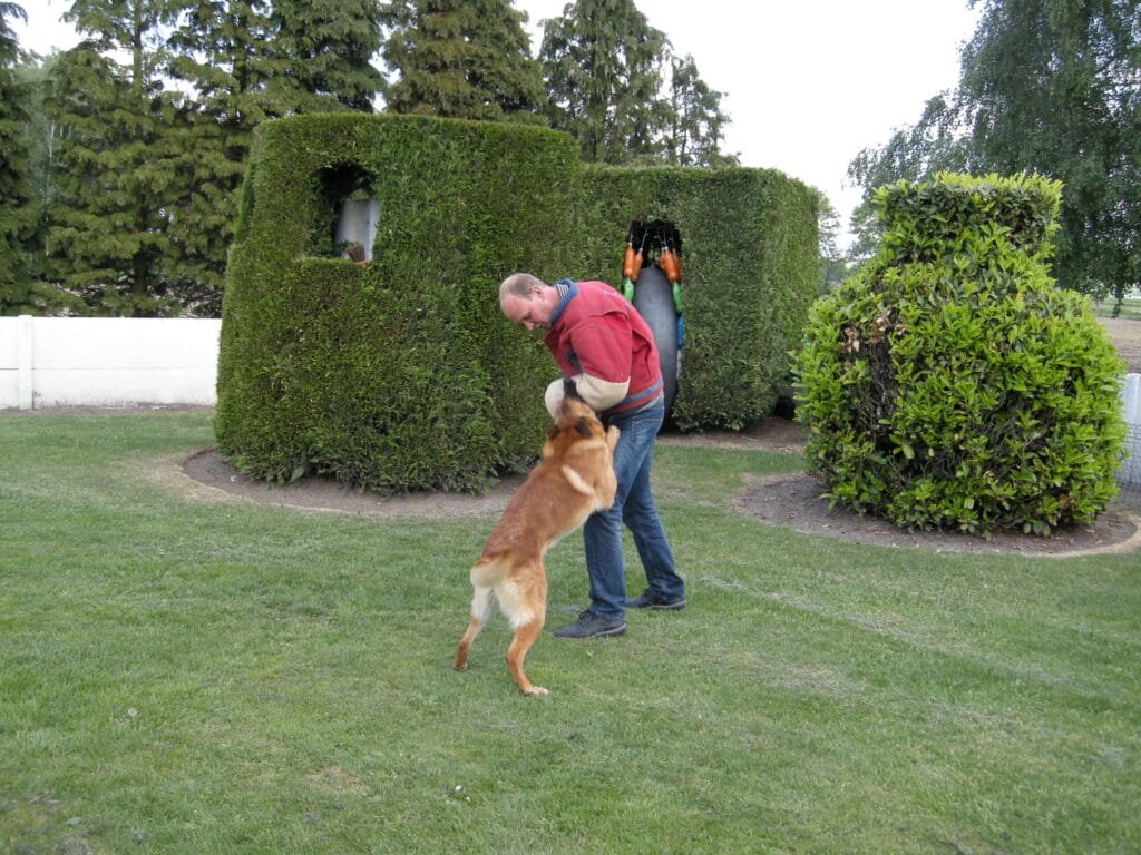 Protection dog training at CCPD 