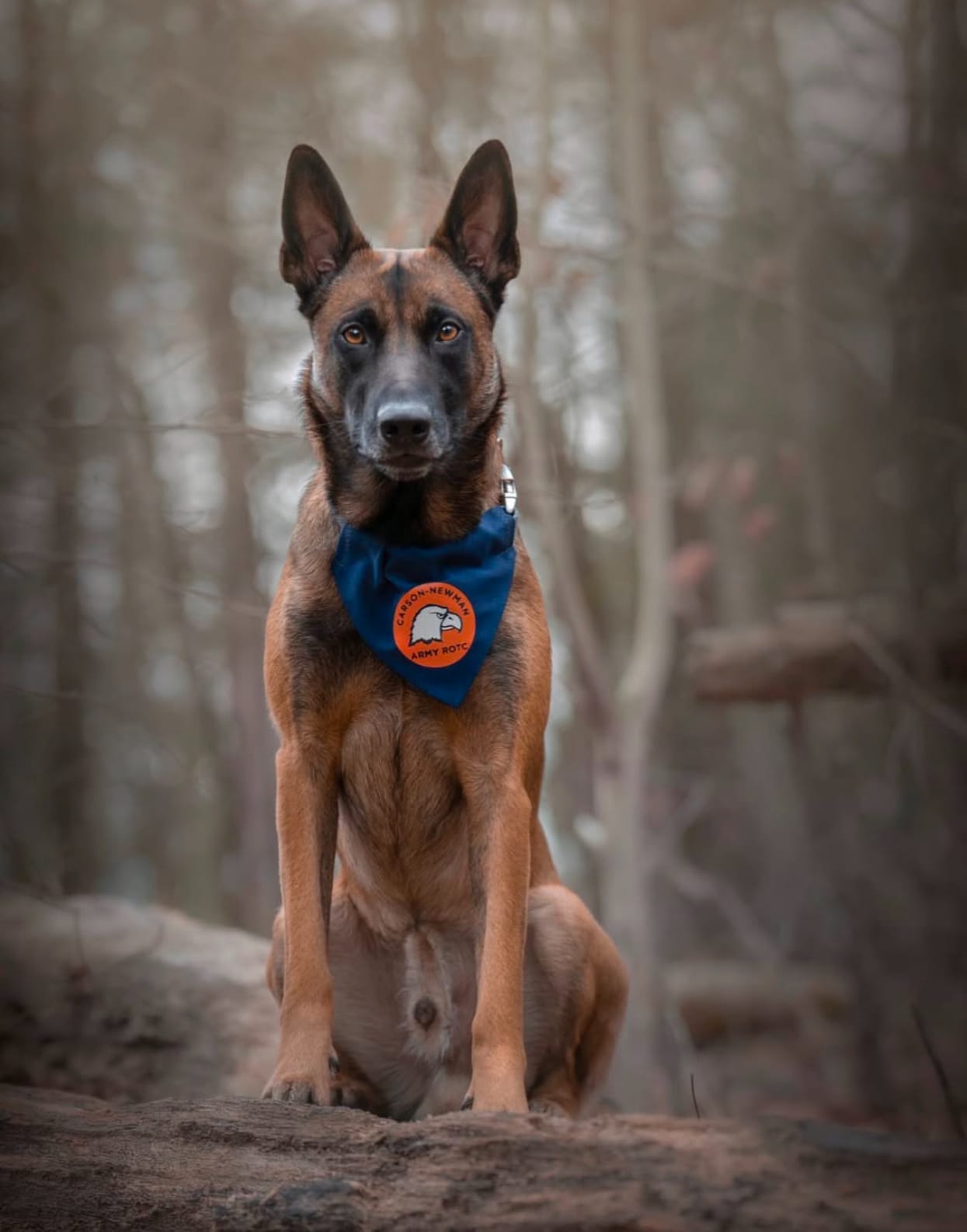 Trained Belgian Malinois for Sale at Command Control Protection Dogs