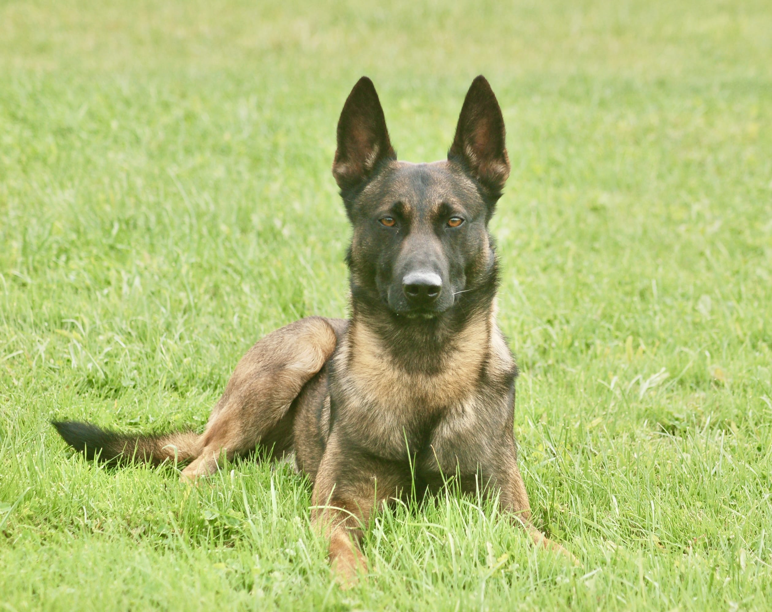 Protection dogs for sale Miami call CCPD today!