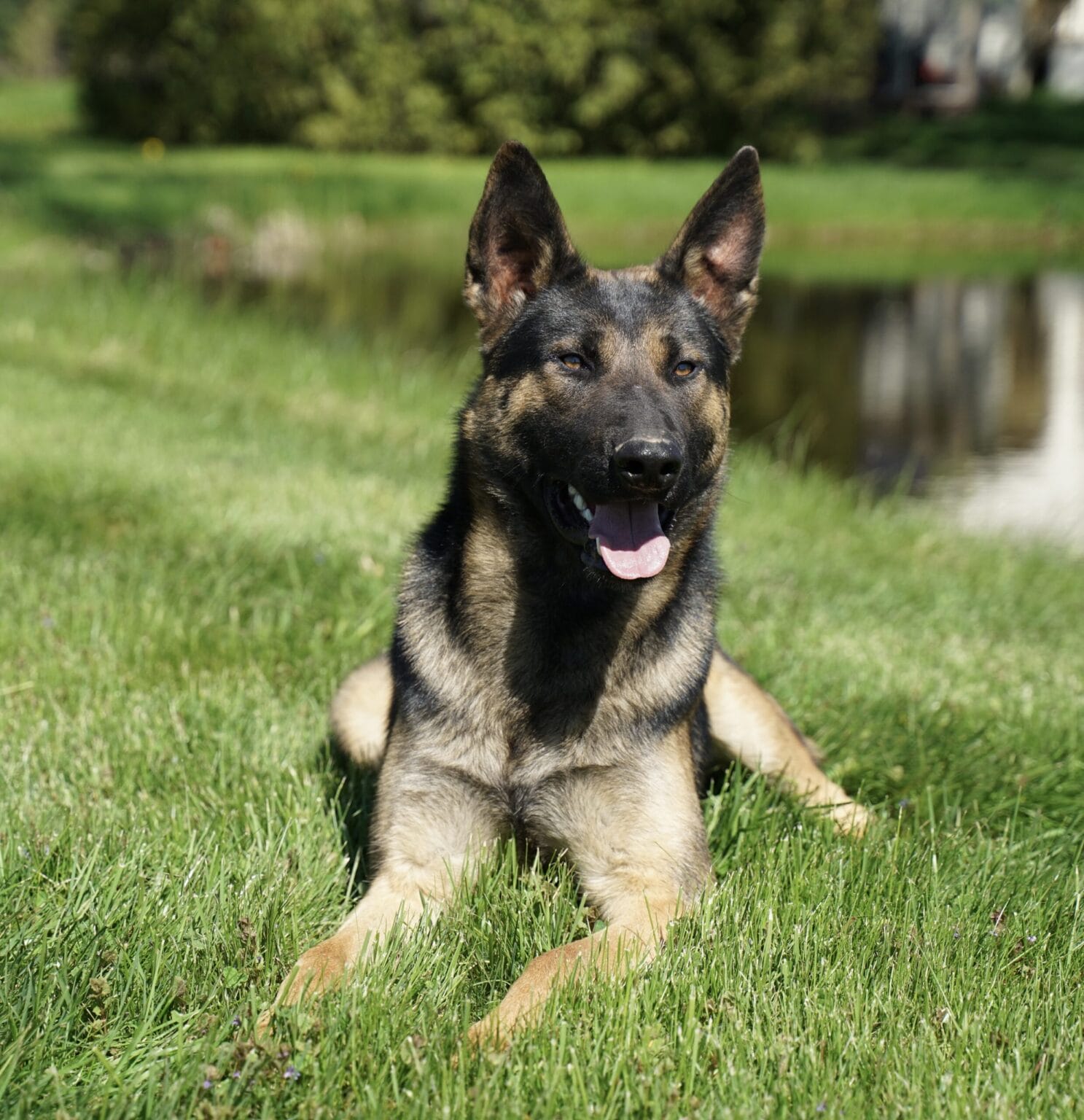 the best Estate protection dog