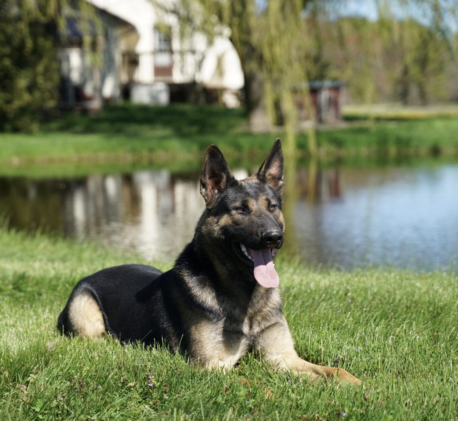 Vulcan german shepherd Estate protection dog
