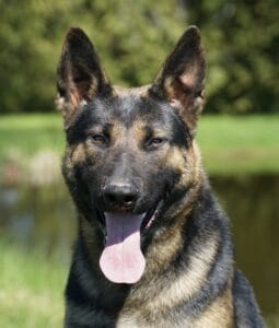 Estate protection dog Vulcan