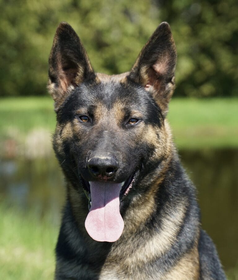 Estate protection dog Vulcan