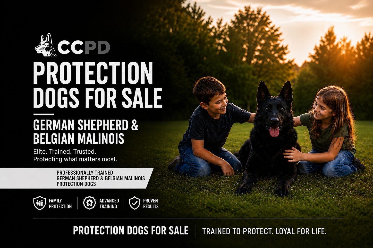 CCPD | Protection Dogs For Sale