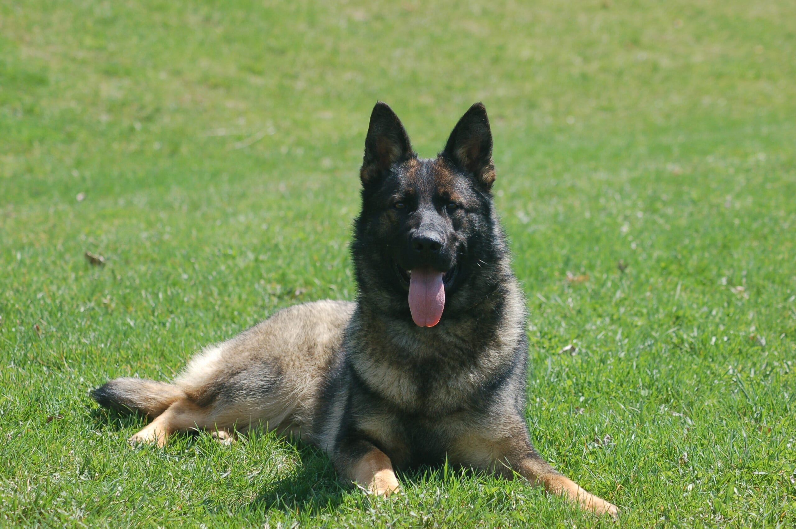protection dogs for sale in Burnaby, British Columbia