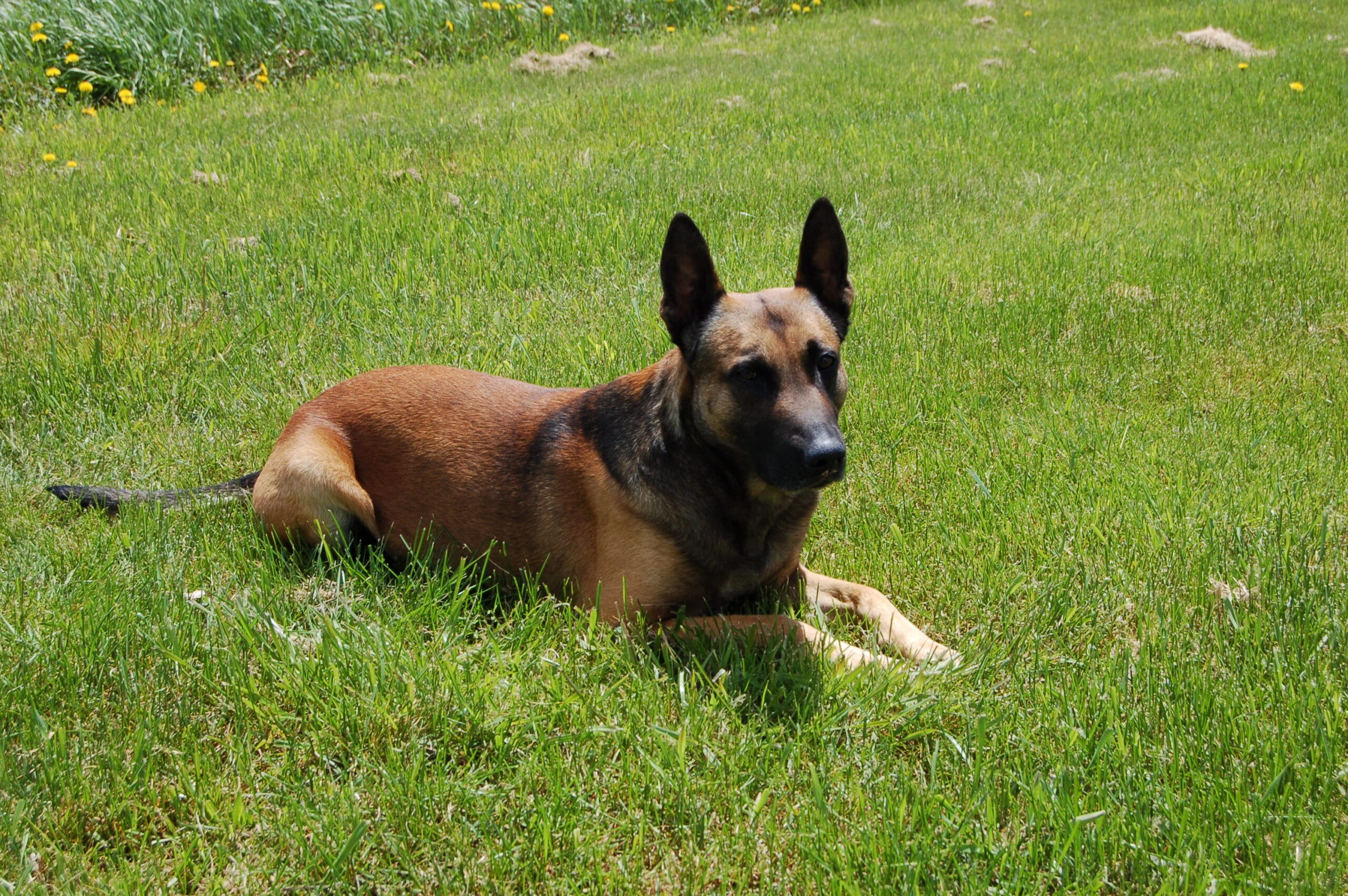 Protection dogs for sale Toronto, Ontario