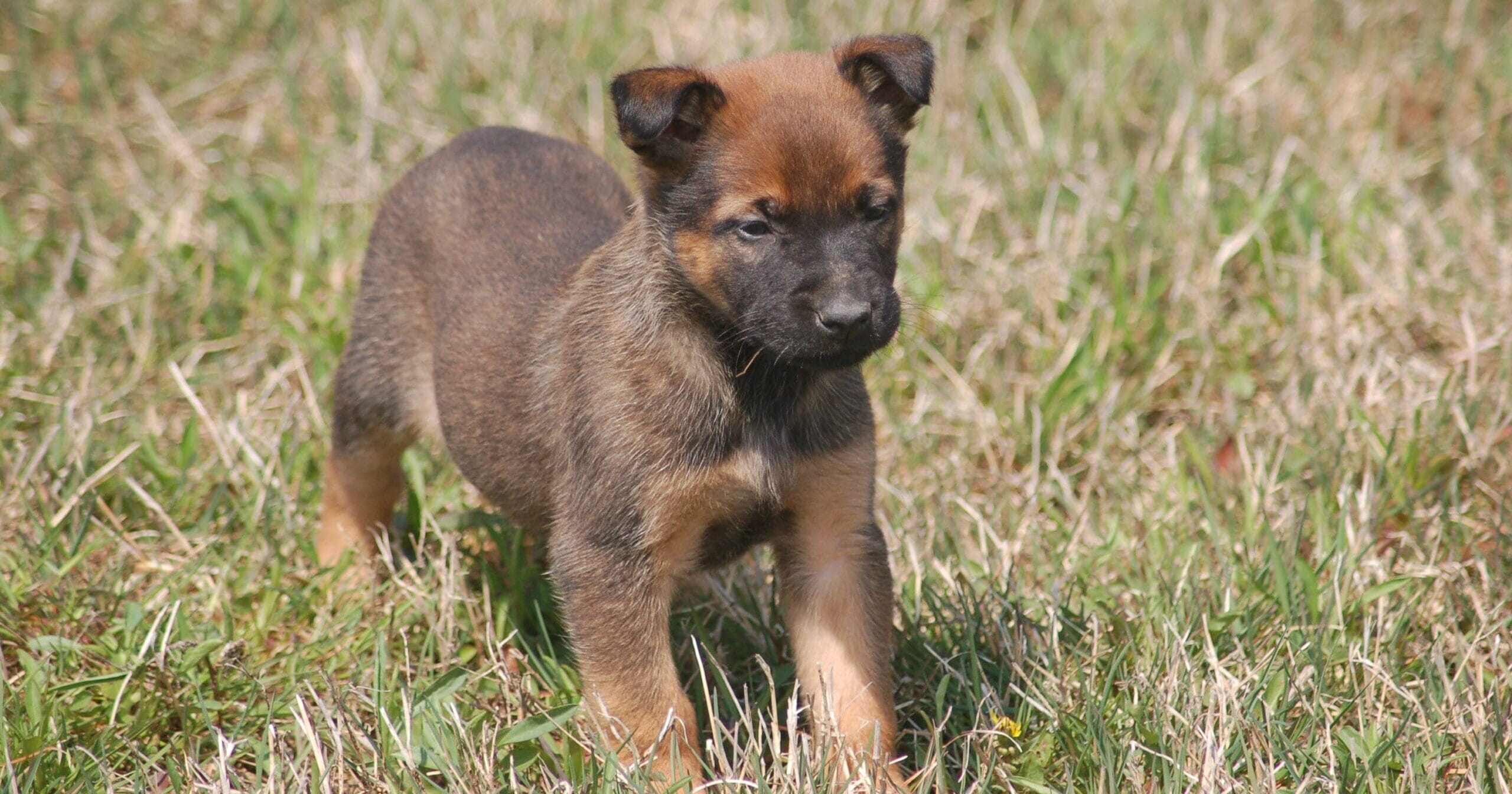 protection dogs for sale Farno, California