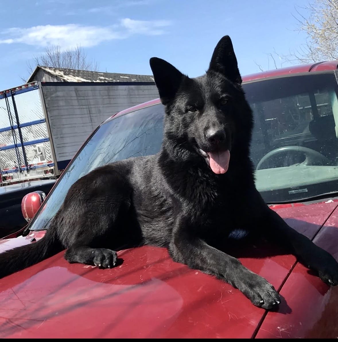 Protection dogs for sale in Houston, Texas