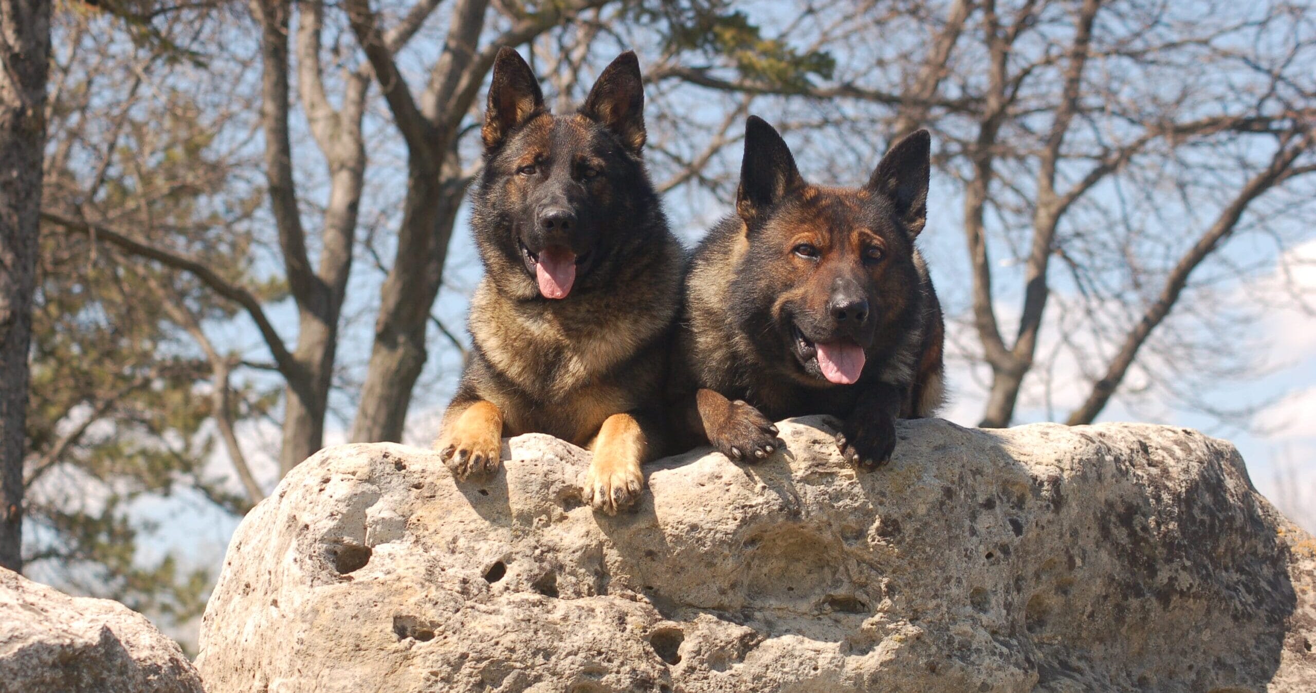Protection dogs for sale Fresno, California