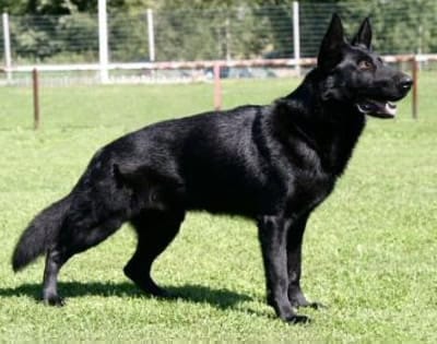 Protection dogs for sale in Houston, texas