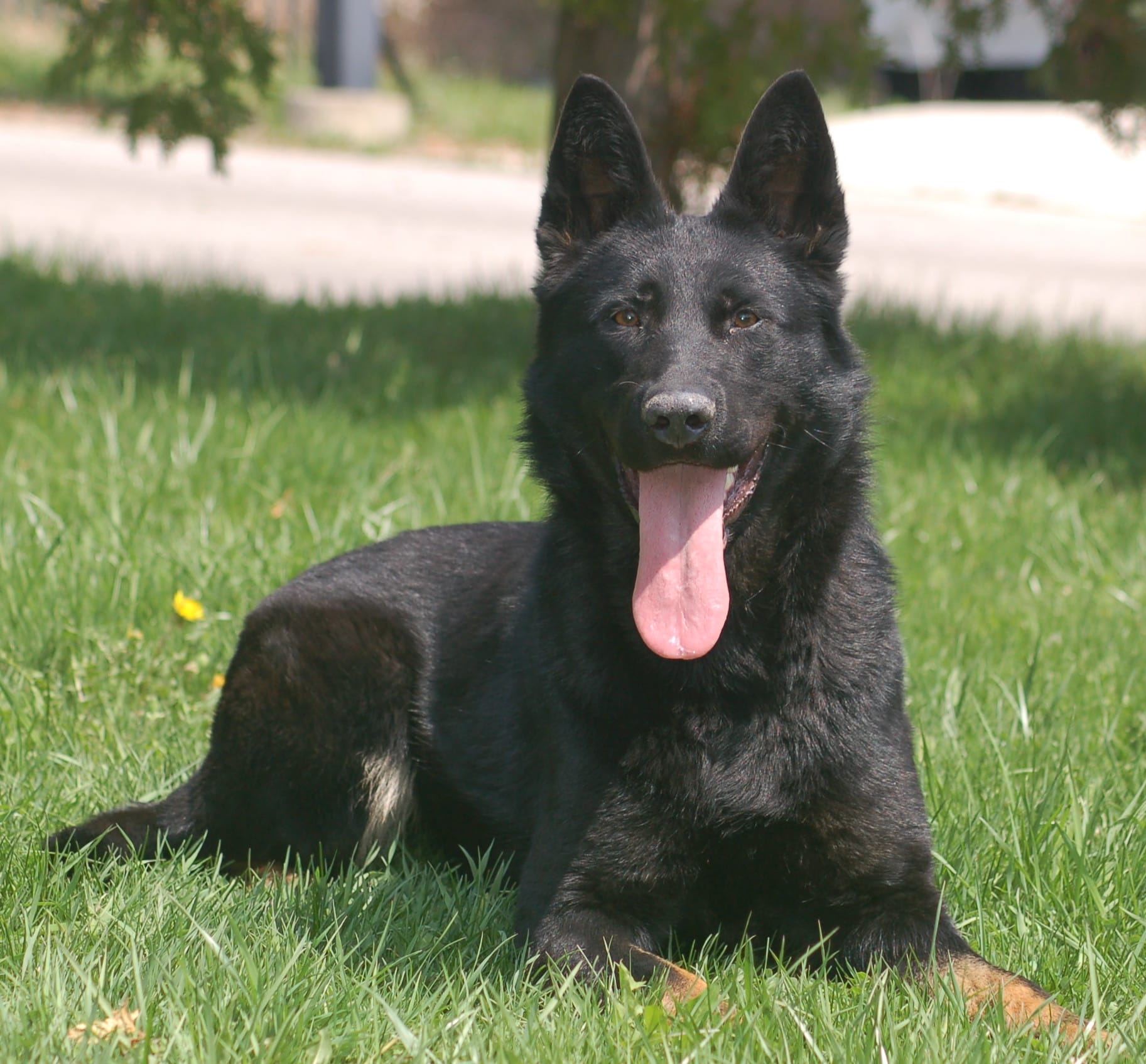 Protection dogs in Madrid, Spain
