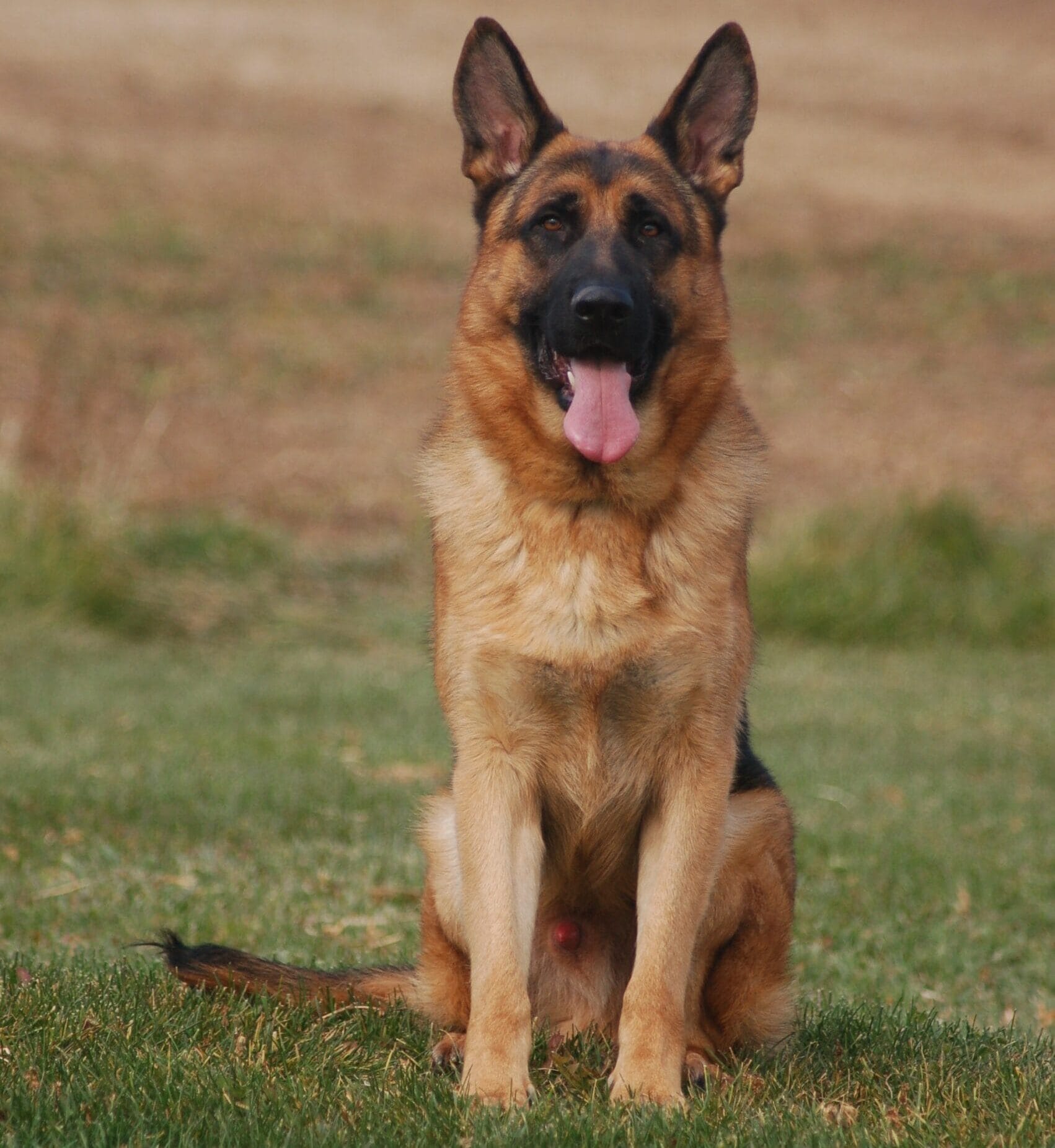 protection dogs for sale in San Antonio, California