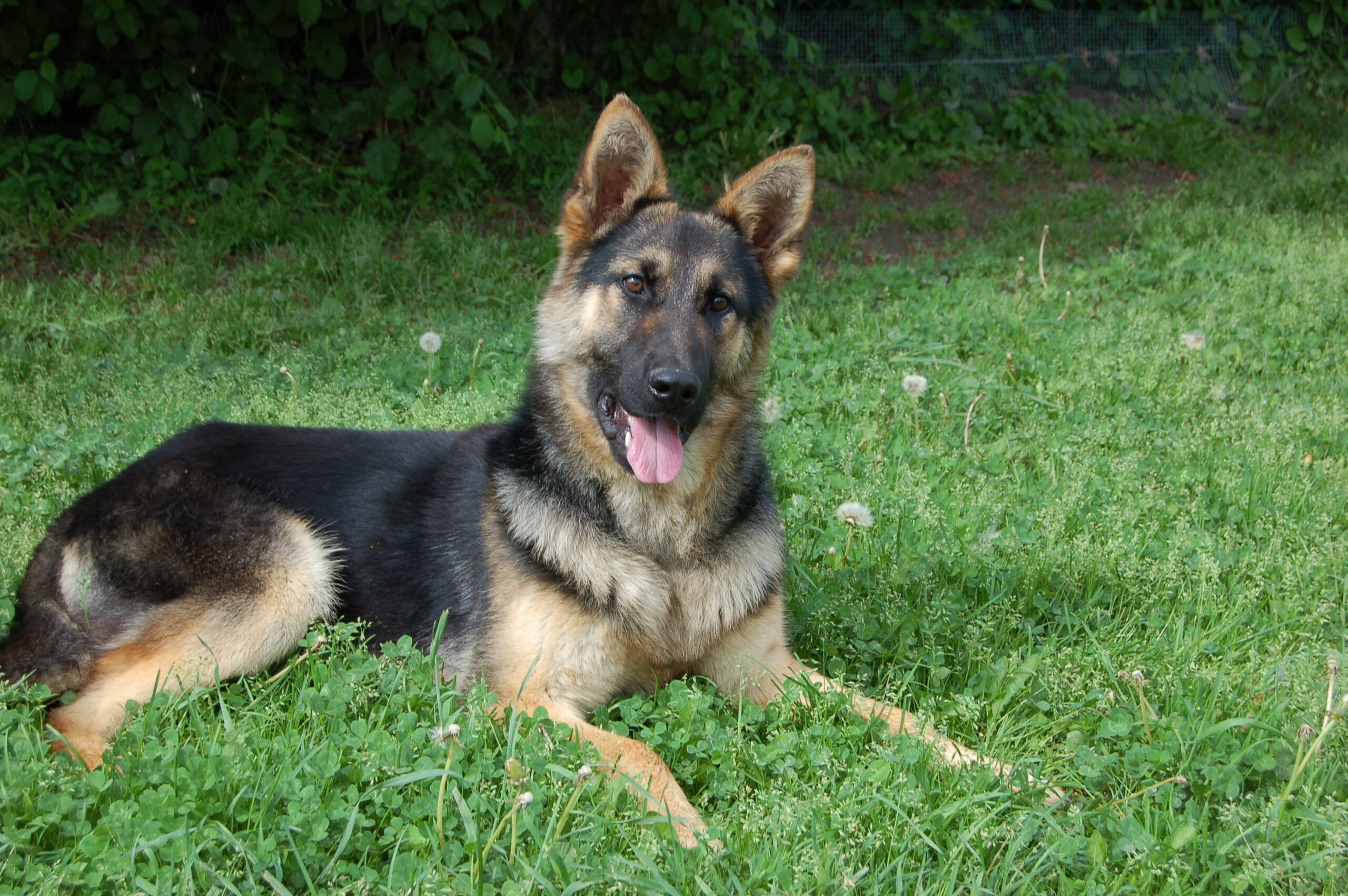 protection dogs for sale Los Angeles, California