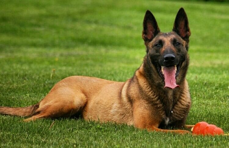 Protection Dogs for sale Sacramento, California