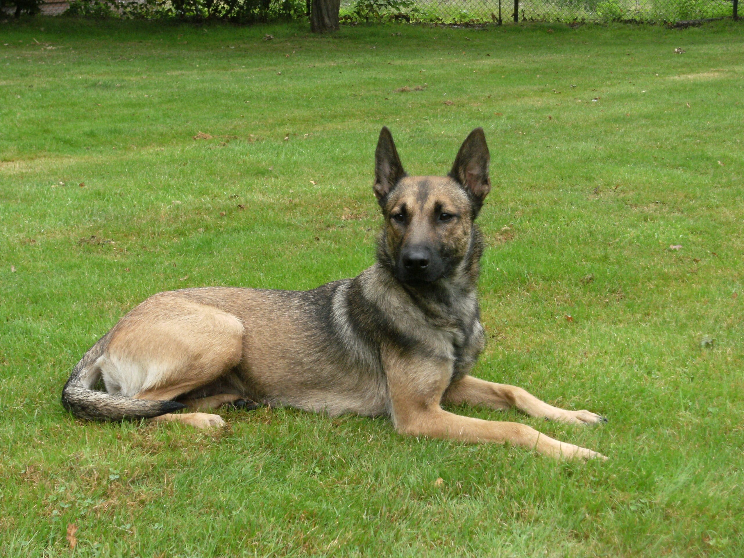 Protection Dogs For Sale Houston Texas