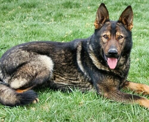 protection dogs for sale in Austin Texas