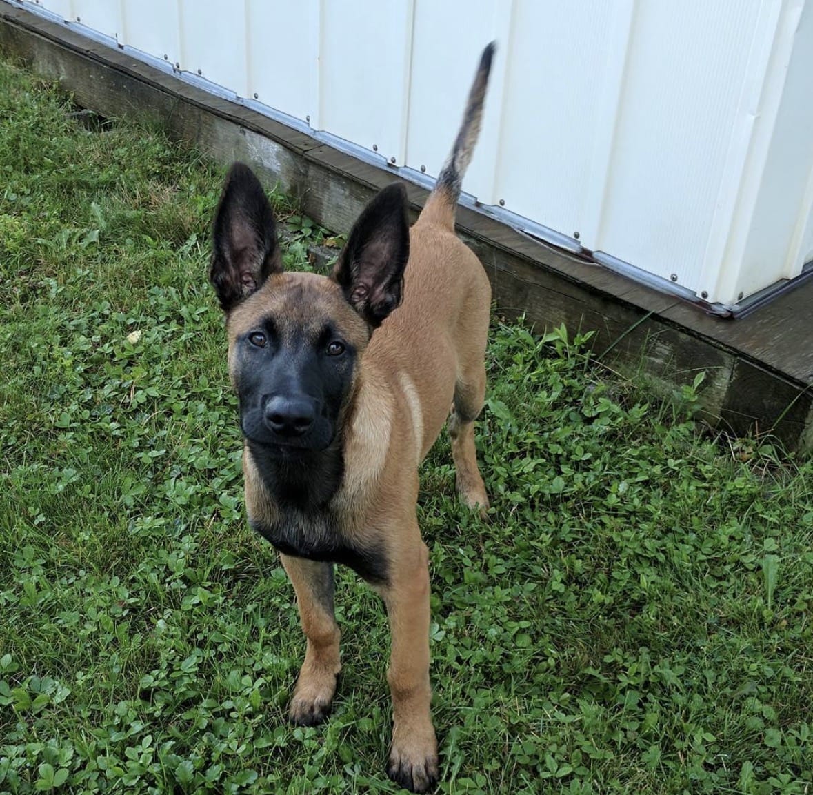 Protection dogs for sale in Buffalo, New York