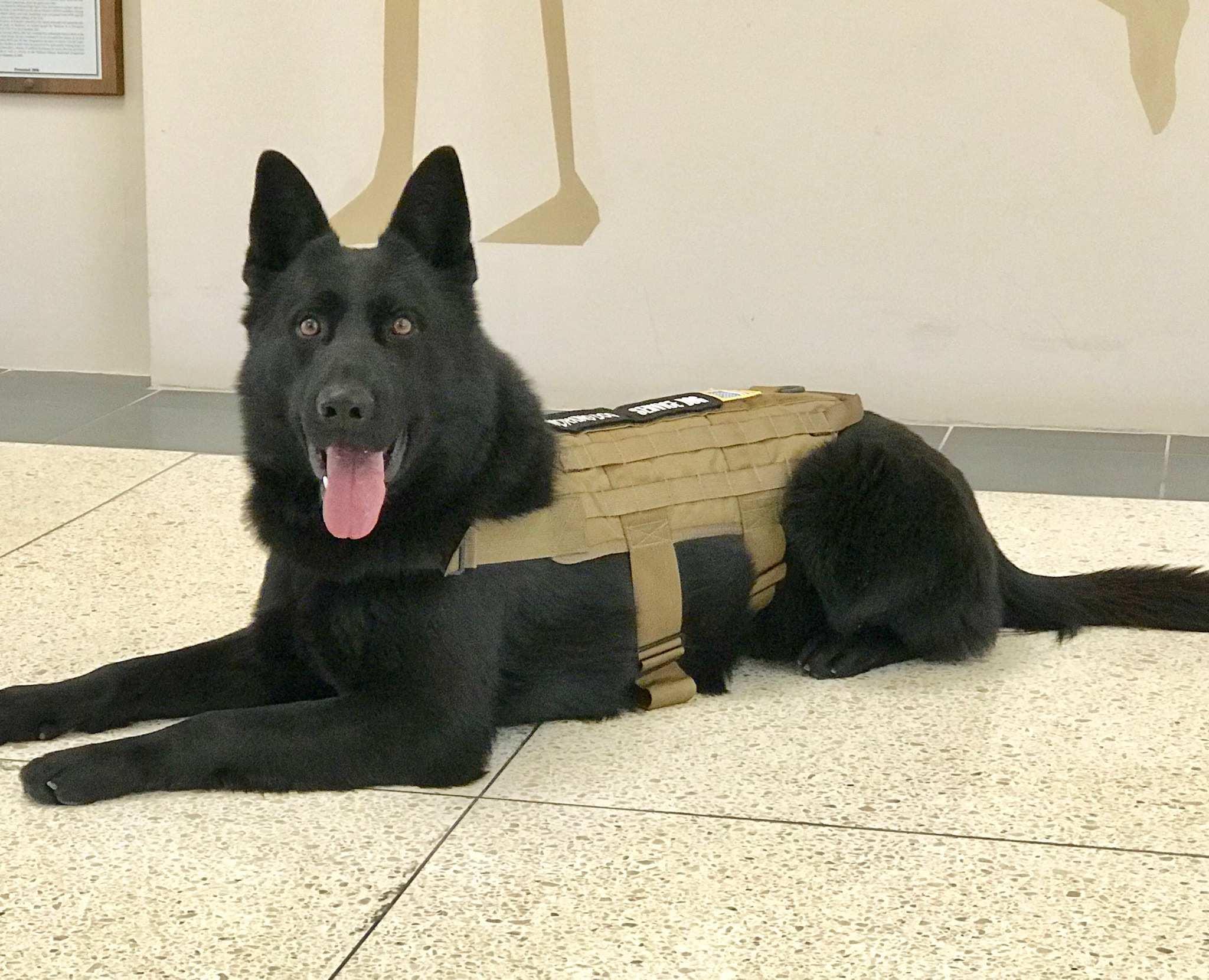 protection dogs for sale in Santa Monica, California
