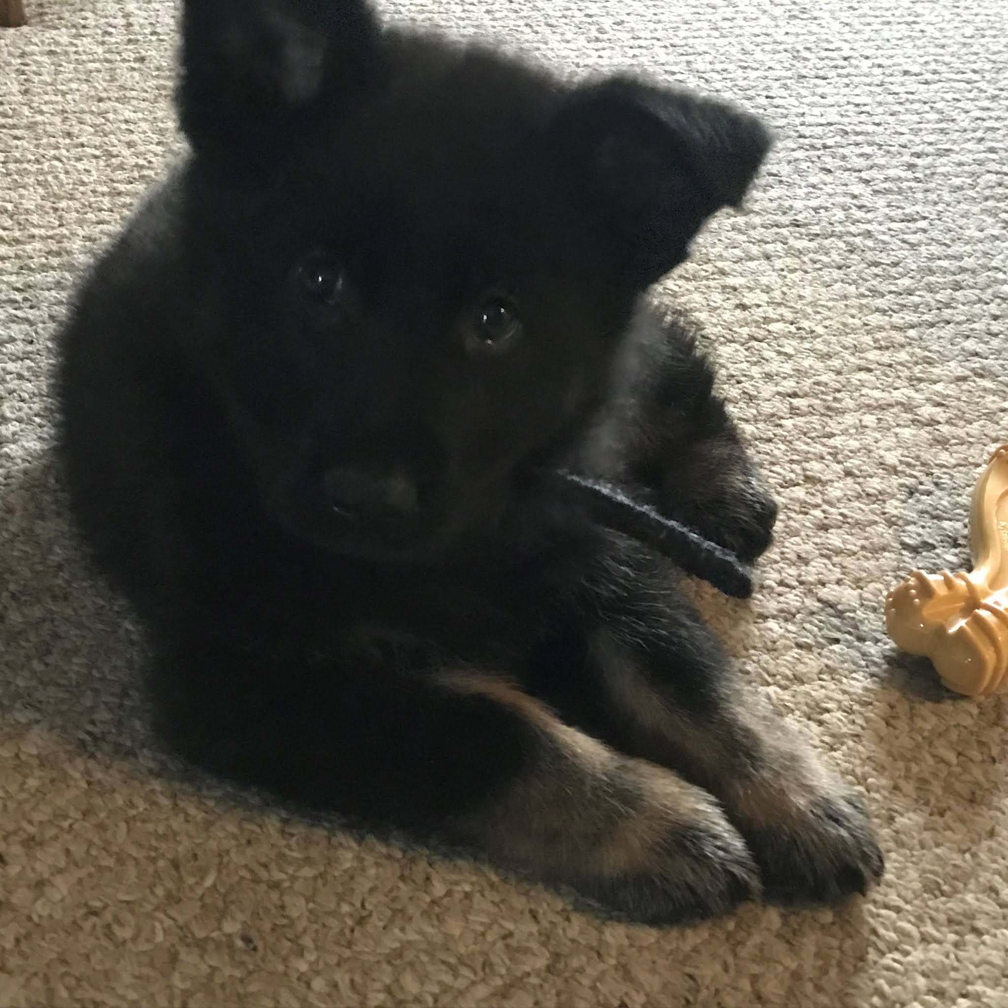protection dogs for sale in Sudbury, Ontario