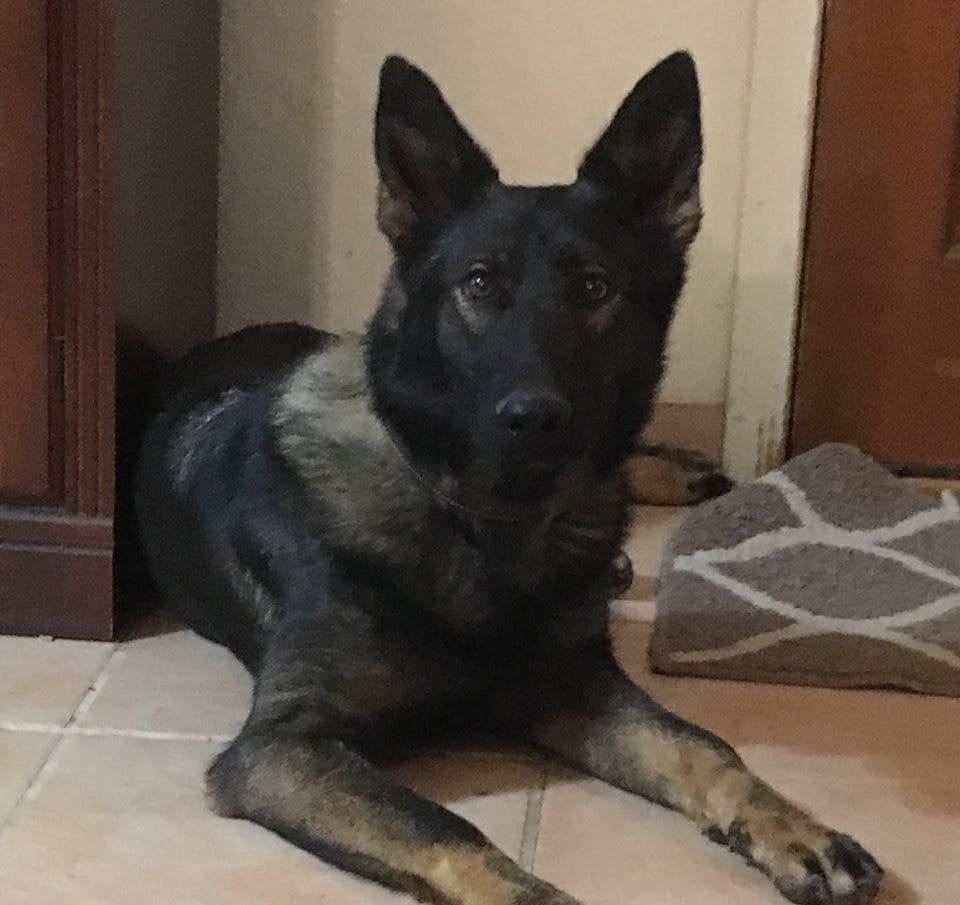 Protection Dogs for sale Phoenix, Arizona
