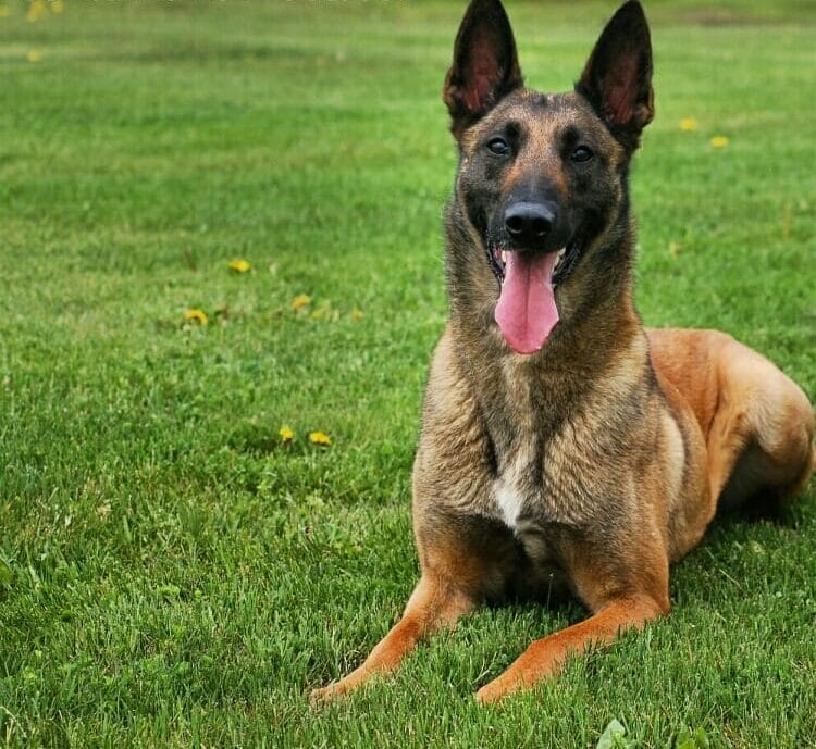 Protection dogs for sale in San Jose California