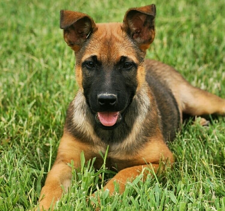 Protection dogs for sale Hamilton, Ontario