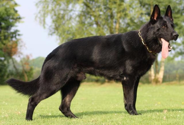 Protection dogs for sale in Utah