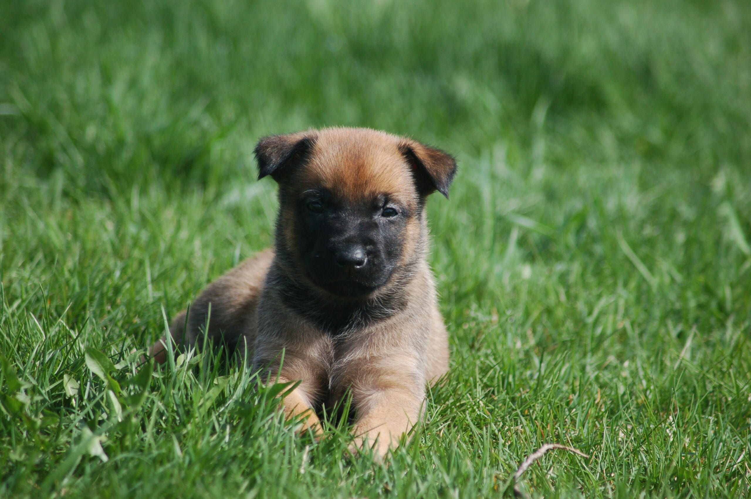 protection dogs for sale in Long Beach, California