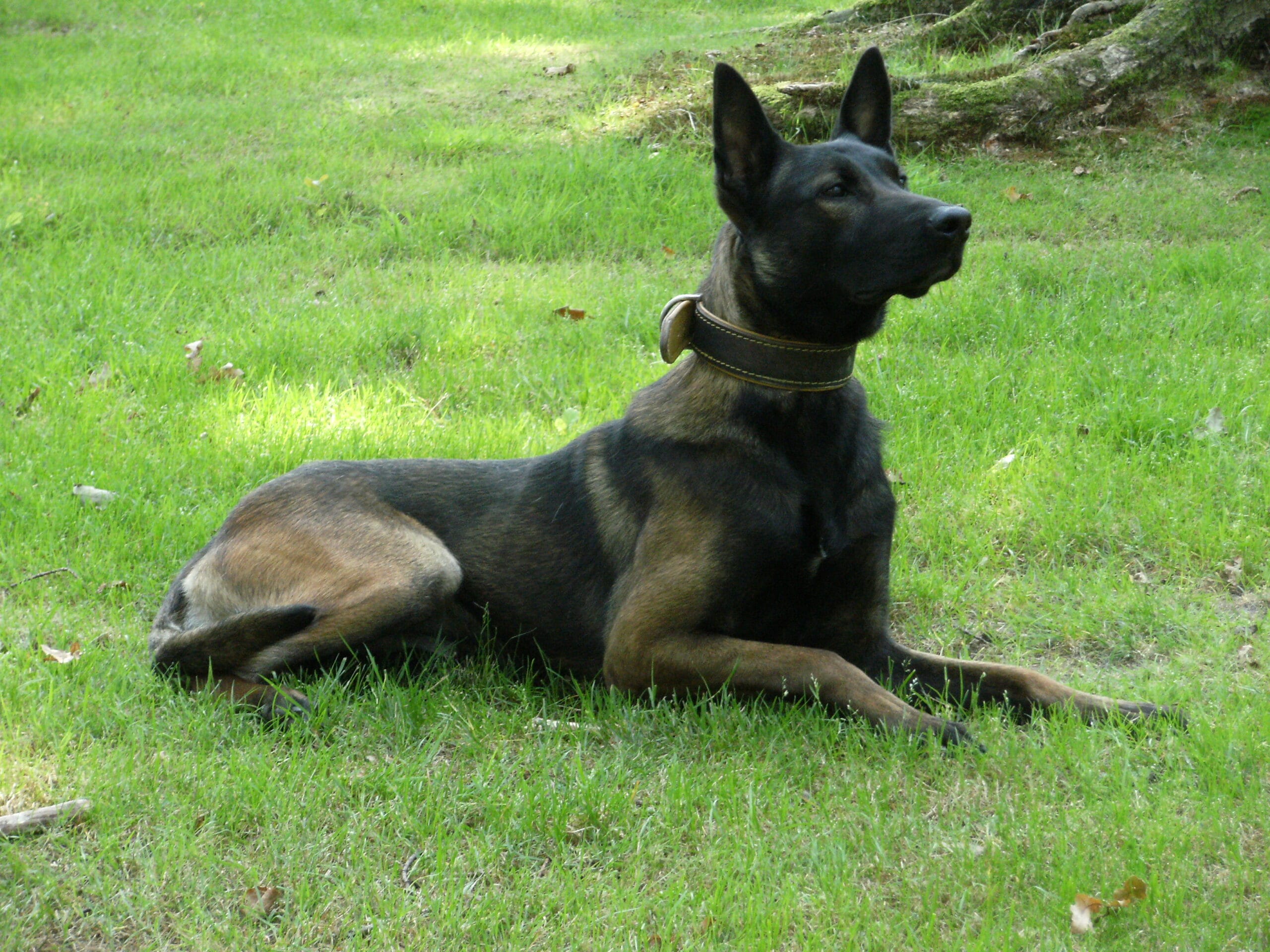 Protection dogs for sale California