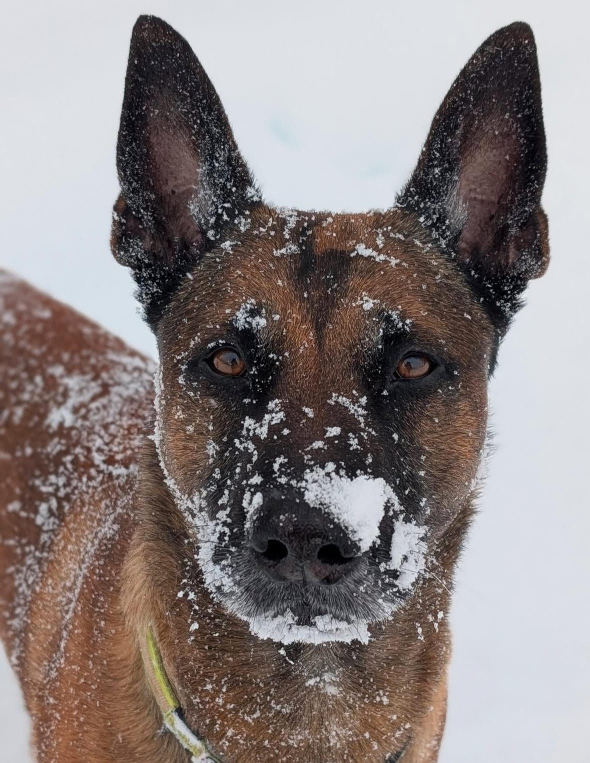 Protection dog for sale Pierce