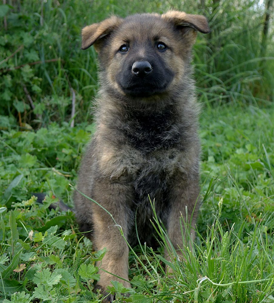 Protection dogs for sale in Miami, Florida