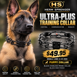 ultra-Plus puppy training collar on Belgian Malinois puppy