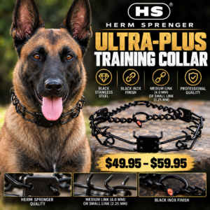Ultre-Plus traing collar large and medium size dog on Belgian Malinois