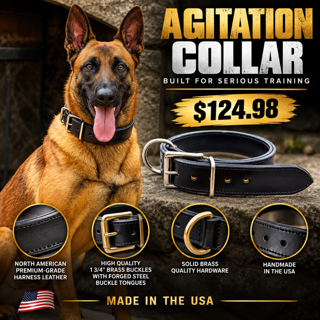 Agitation collar made with premium leather on a Belgian Malinois