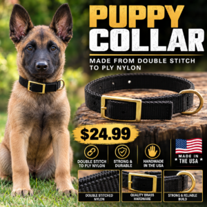 Puppy collar on young Belgian Malinois puppy ready for training