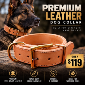Agitation premium leather collar on german shepherd dog