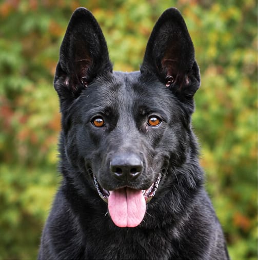 Trained german shepherd protection dog head shot